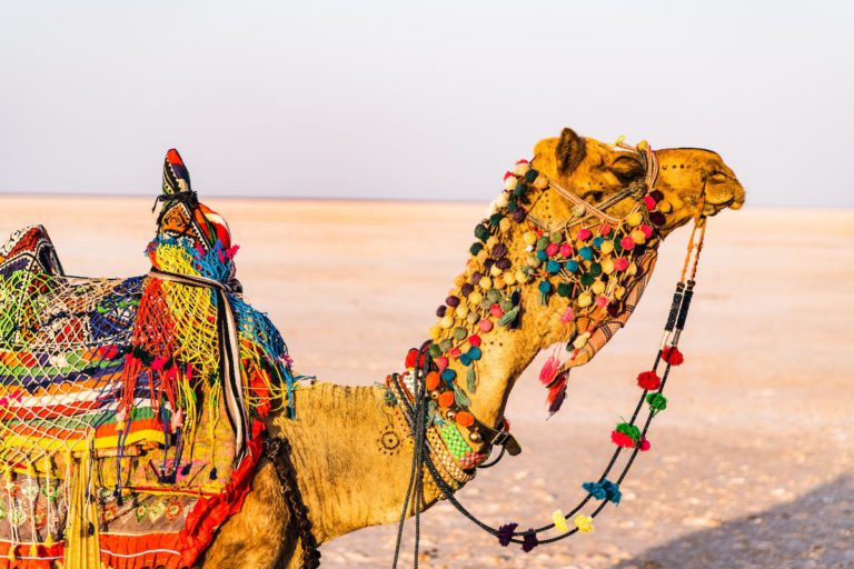 A camel wearing a colorful saddle and stirrups standing in the desert.